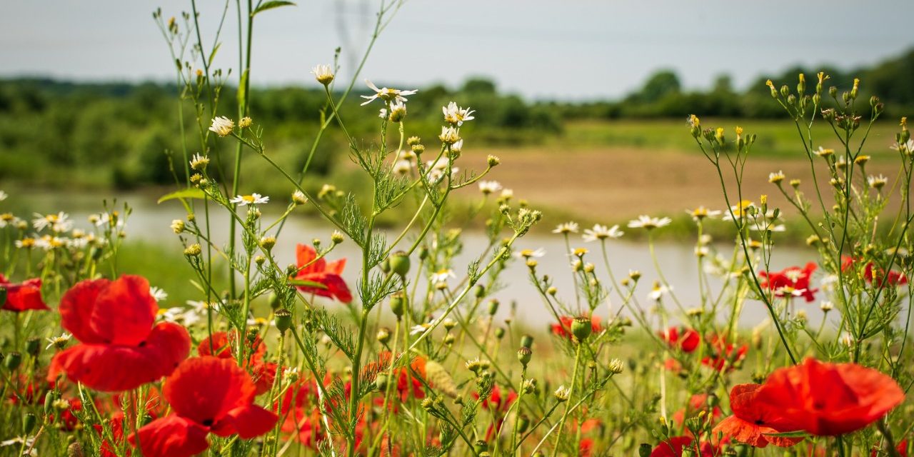 Biodiversity - Stenstrup claypit