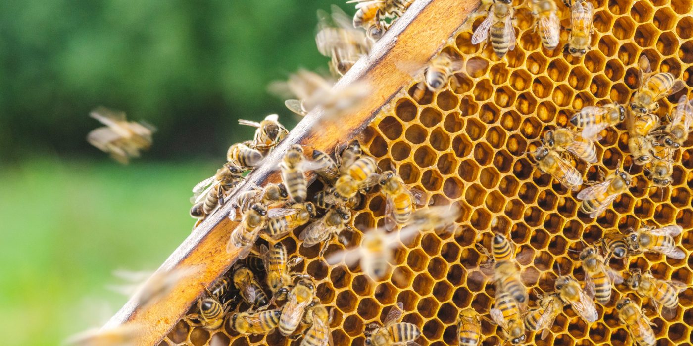 ESG Bioróżnorodność pszczoły na plastrze miodu