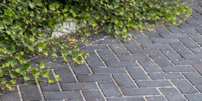 Rynek Resko - Penter Dresden